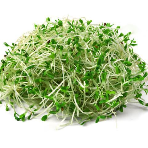 Alfalfa Sprouts 125g