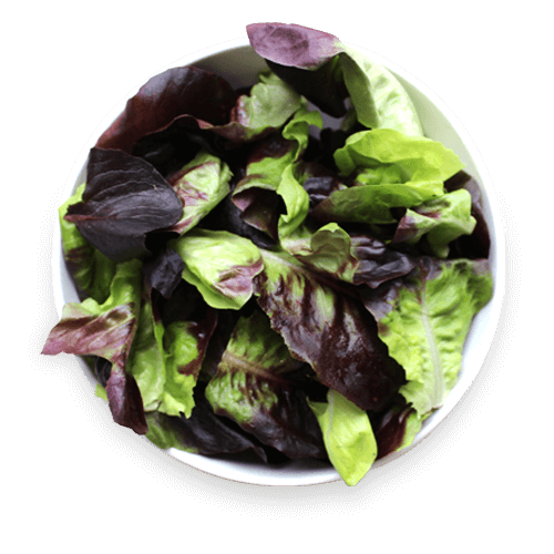 York Town Organics Butter Lettuce 130g