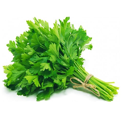 Herb Coriander Bunch