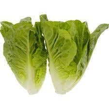 Lettuce Cos Baby Twin Pack