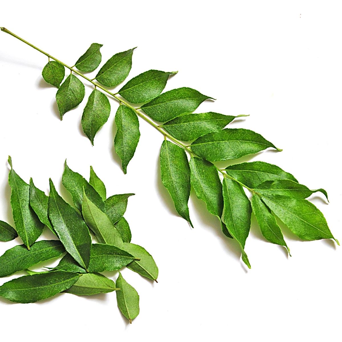 Herb Curry Leaves 10g