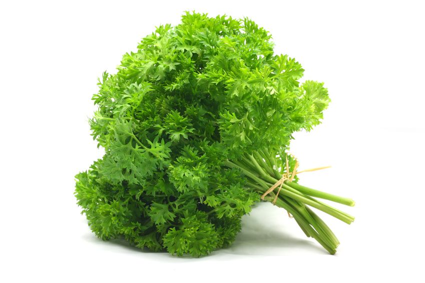 Herb Parsley Curly Leaf Bunch