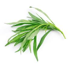 Herb Tarragon Bunch