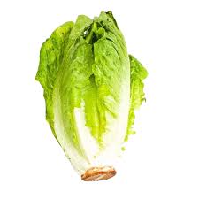 Lettuce Cos Baby p/ea