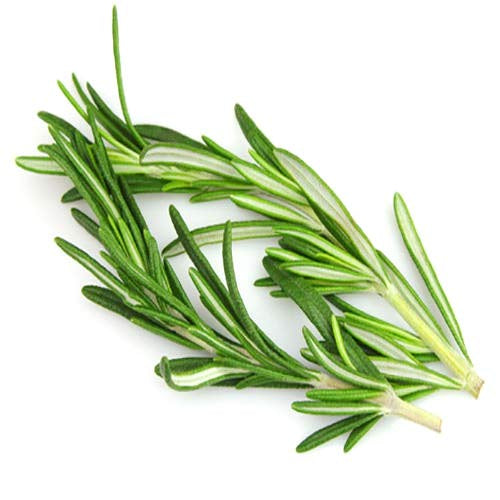 Herb Rosemary Bunch